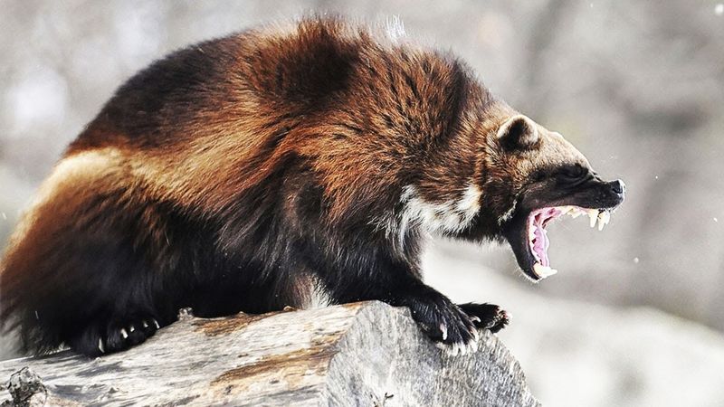 Wolverine