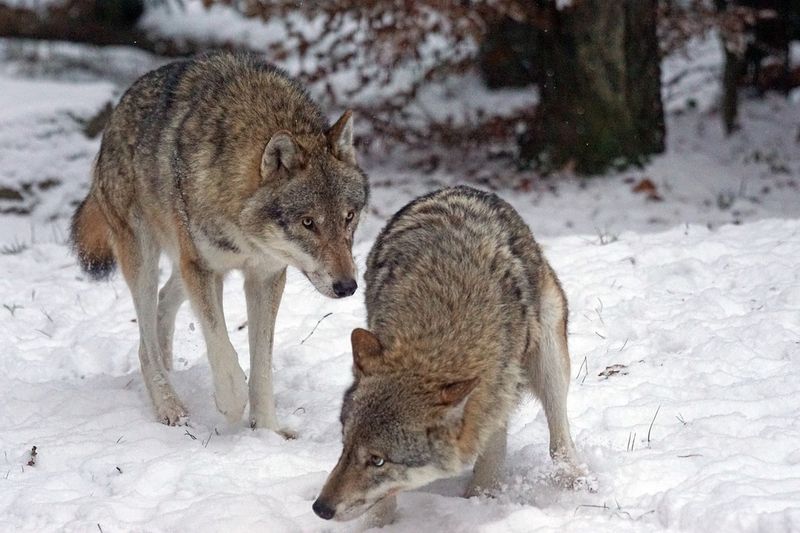 Wolves