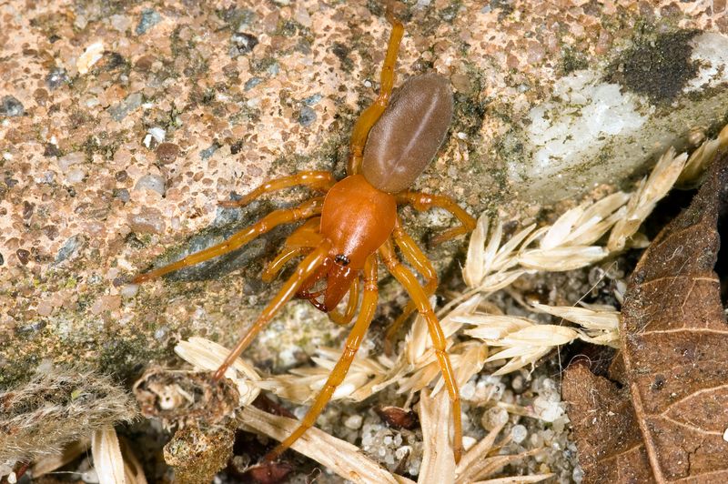 Woodlouse Spider