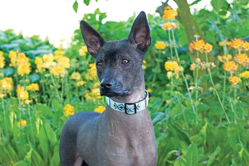 Xoloitzcuintli