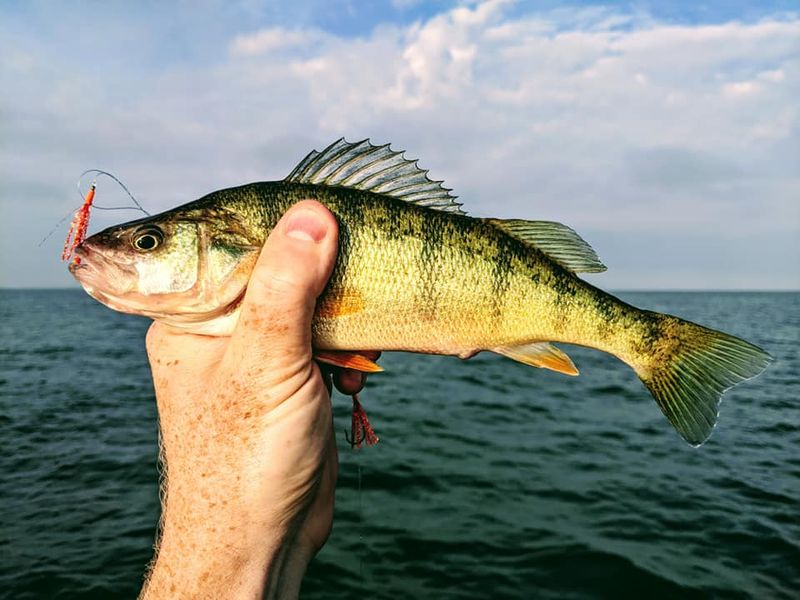 Yellow Perch