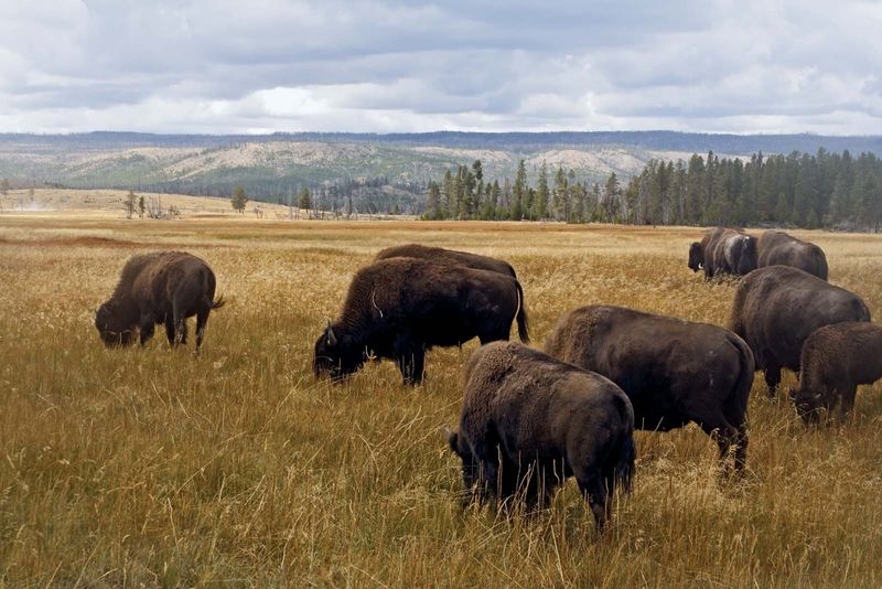 Yellowstone National Park