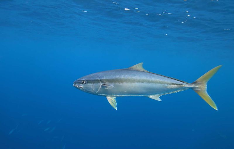 Yellowtail Amberjack