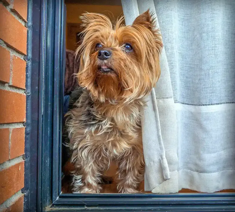 Yorkshire Terrier