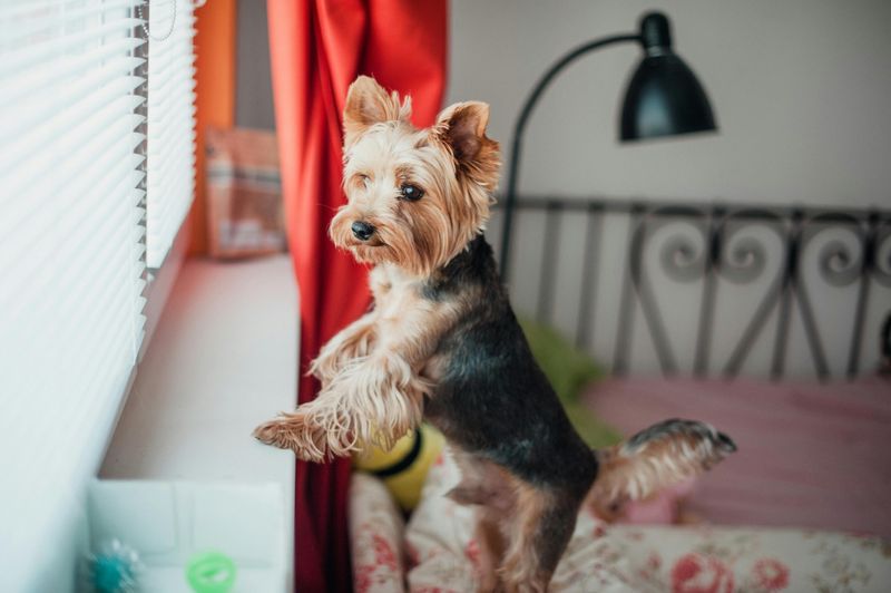 Yorkshire Terrier