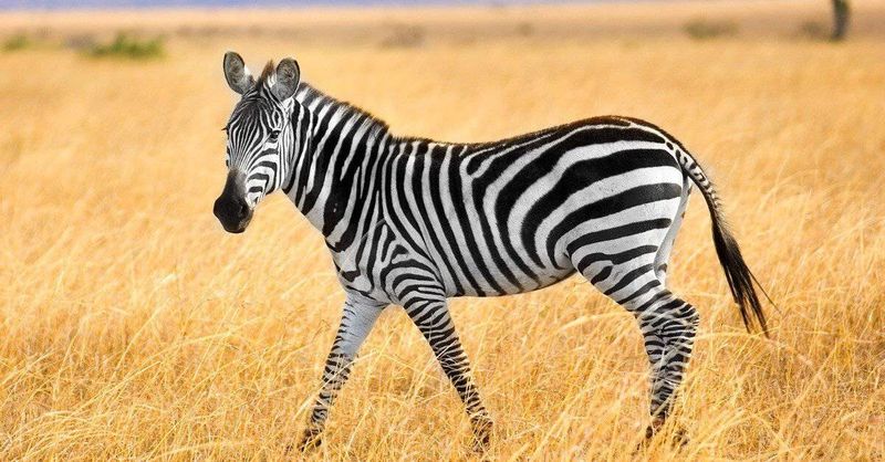 Zebra Intelligence