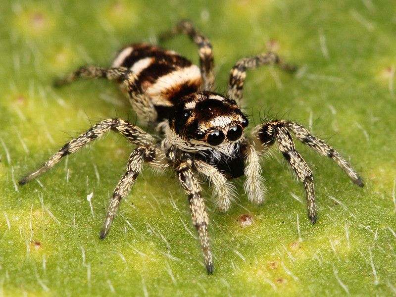 Zebra Jumping Spider
