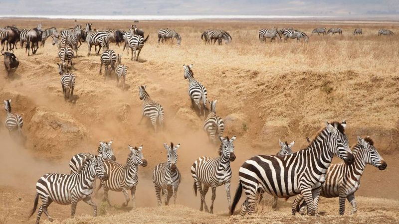 Zebra Migration Marvels