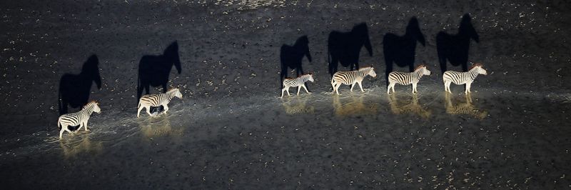 Zebra's Night Vision
