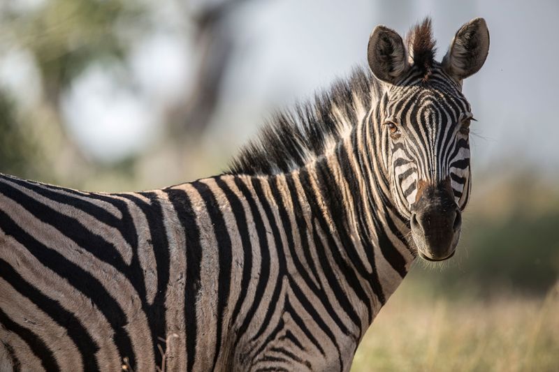 Zebras' Strong Memory