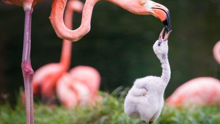 adorable-baby-birds-thatll-instantly-brighten-your-day