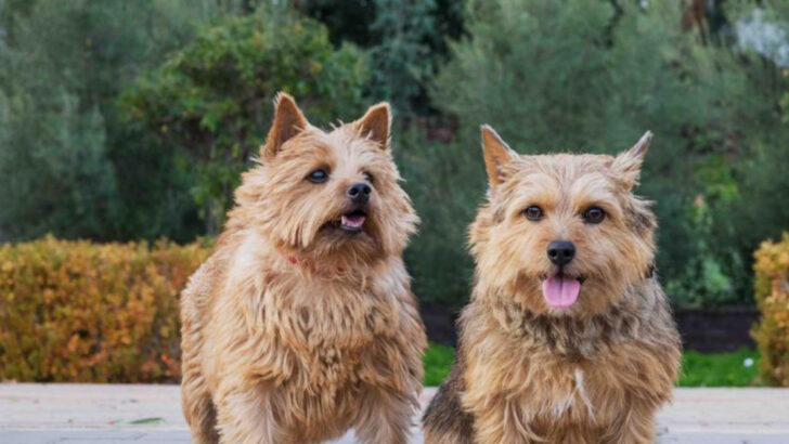 21 Adorable Dogs With Short Legs and Big Personalities
