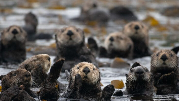 American River Otters Making a Comeback After Being Almost Wiped Out