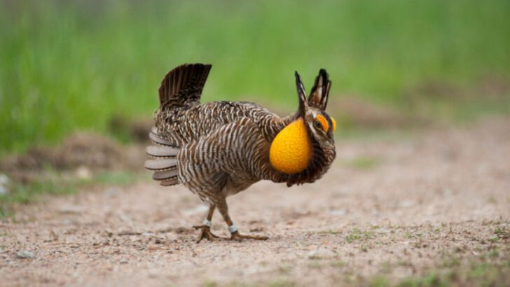 19 Birds That Once Defined the Great Plains — and the Last Places You Can Still Find Them