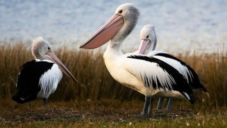 17 Birds You Should Never Feed—and the Surprising Reasons Why