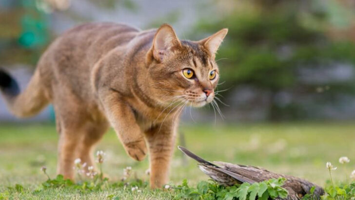 19 Cat Breeds That Could Survive in the Wild