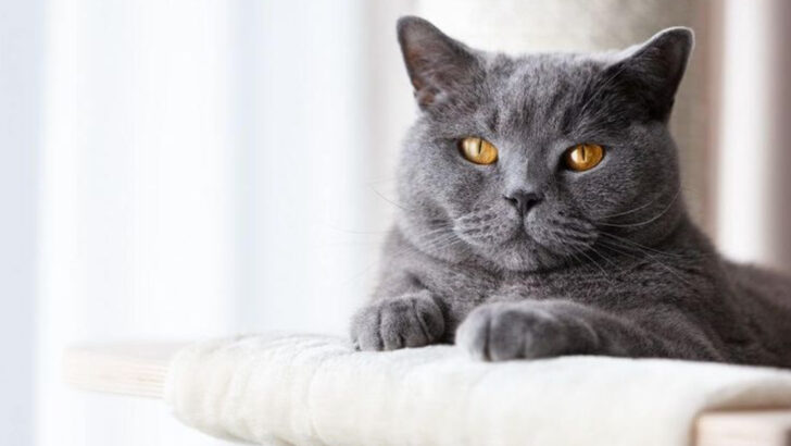 11 Charming Facts About the British Shorthair Cat