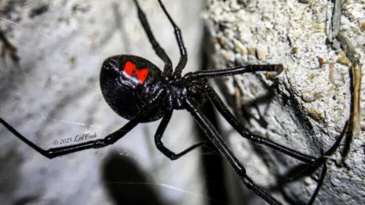 17 Deadly Spiders Lurking Across the U.S. You’ll Wish You Never Saw
