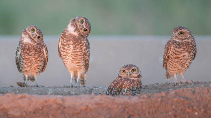 13 Desert Birds That Reinvented Themselves to Handle Brutal Summers