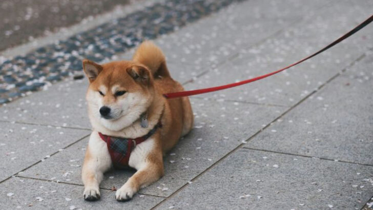 21 Dog Breeds That Are Best Known for Their Stubbornness