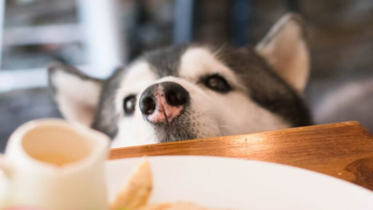 17 Dog Breeds That Are Completely Obsessed With Food