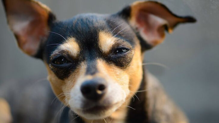 dog-breeds-that-communicate-with-their-eyes
