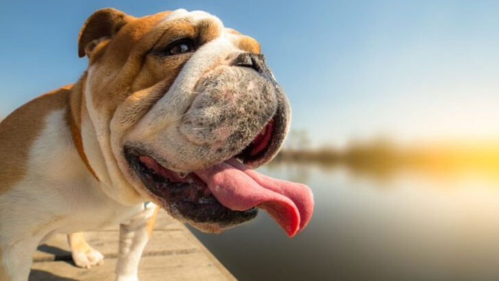 13 Dog Breeds That Found Freedom After Giving Up Strict Obedience Training