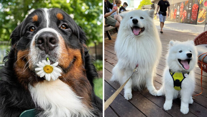 23 Dog Breeds That Have The Biggest, Most Loving Hearts