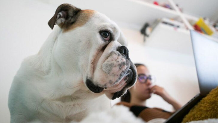 14 Dog Breeds That Instantly Pick Up On Their Owner’s Mood Swings