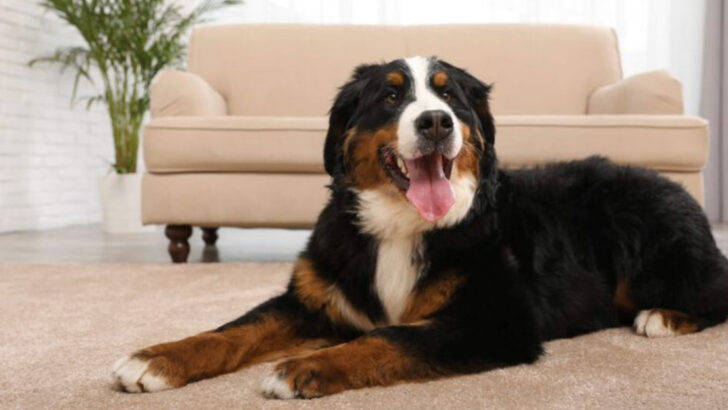 dog-breeds-that-just-arent-made-for-apartment-living