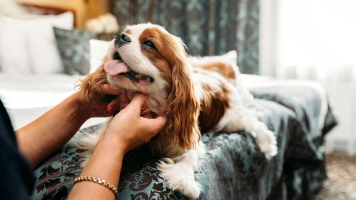 20 Dog Breeds That Thrive in Cozy Homes With Big-Hearted Owners