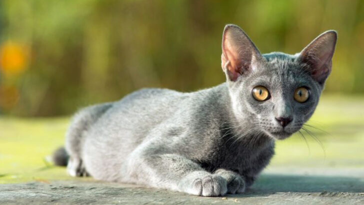 essential-korat-cat-facts-every-potential-owner-should-know