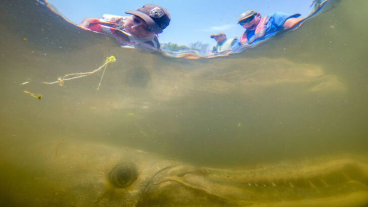 13 Facts About the Largest Predator Ever Found in Freshwater