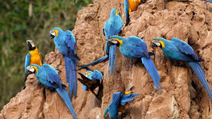 15 Fascinating Facts About the Blue and Gold Macaw