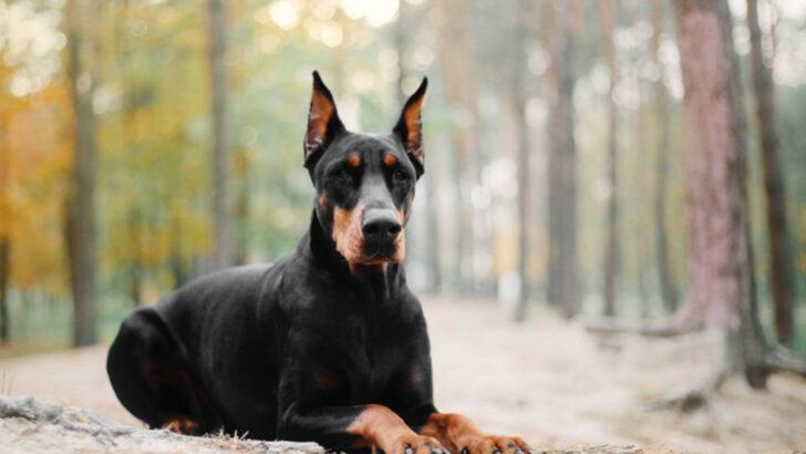 17 Fascinating Facts About the Doberman Pinscher—Elegance Meets Power