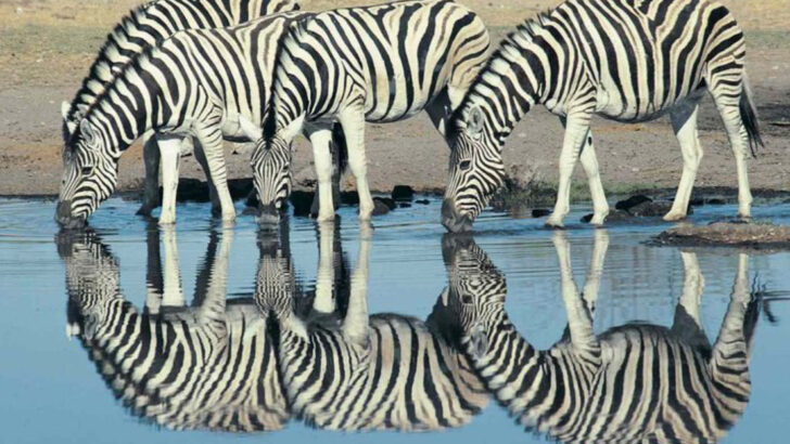 13 Fascinating Facts That Prove Zebras Aren’t Just Striped Horses