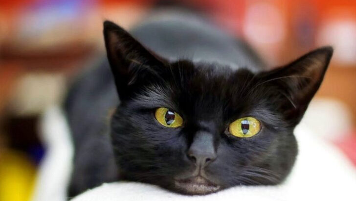 12 Gorgeous Black Cat Breeds That Break Every Superstition