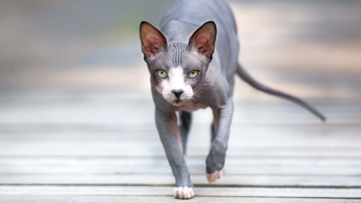 hairless-cat-breeds-thatll-steal-your-heart