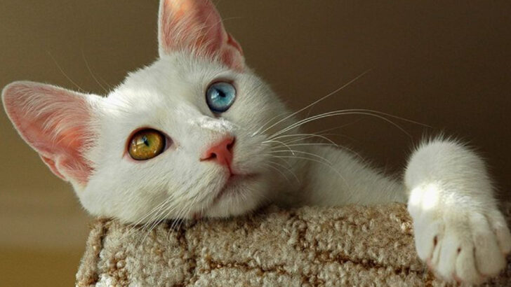 15 Incredible Facts About the Turkish Van—The Cat That Loves to Swim