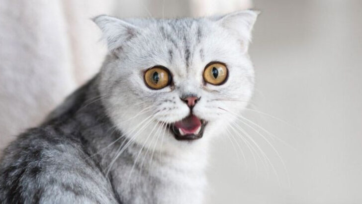 18 Little-Known Facts About the Scottish Fold—The Cat With the Most Adorable Ears
