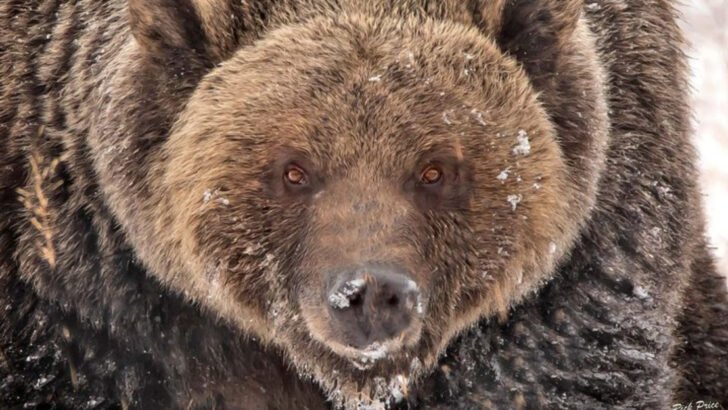 20 Most Dangerous Animals in Every Corner of the U.S.