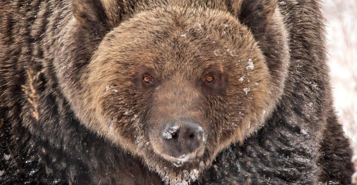 20 Most Dangerous Animals in Every Corner of the U.S. - Exploring Animals