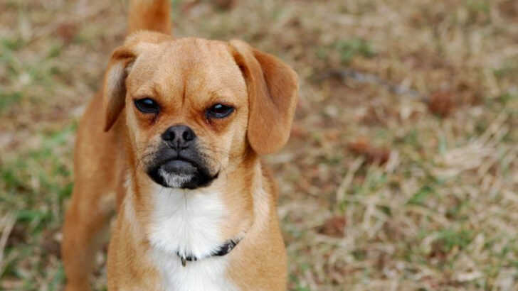 17 Most Popular Mixed Dog Breeds in America (And What Makes Them Special)