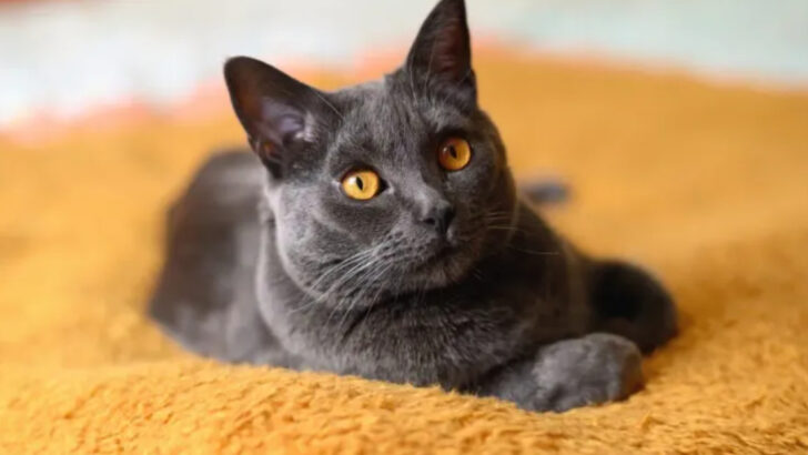 The Top 16 Most Unlikable Cat Breeds