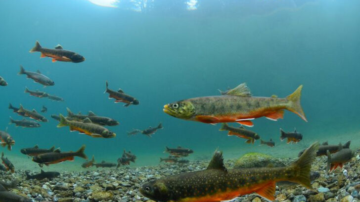 13 Native Fish That Outperform Farmed Fish in Health and Strength