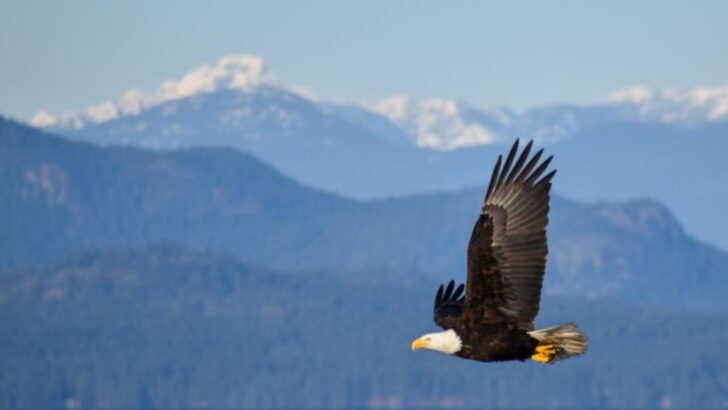 17 Once-Hated Animals That Are Now Essential to America’s Ecosystems