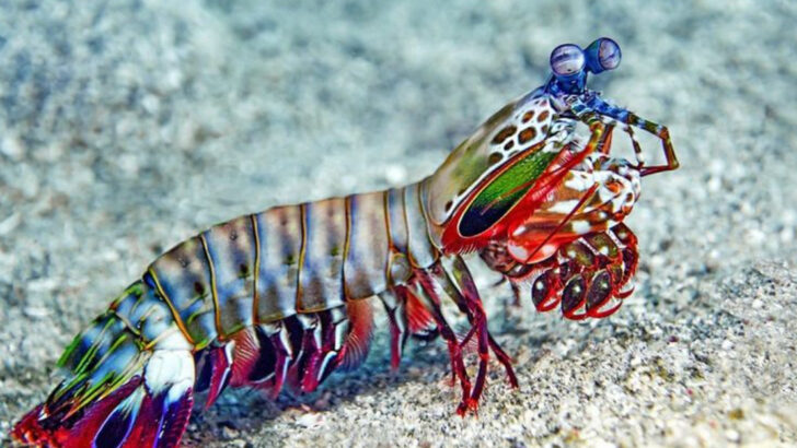20 Overlooked Animal Species Playing a Bigger Role in Nature Than We Ever Realized