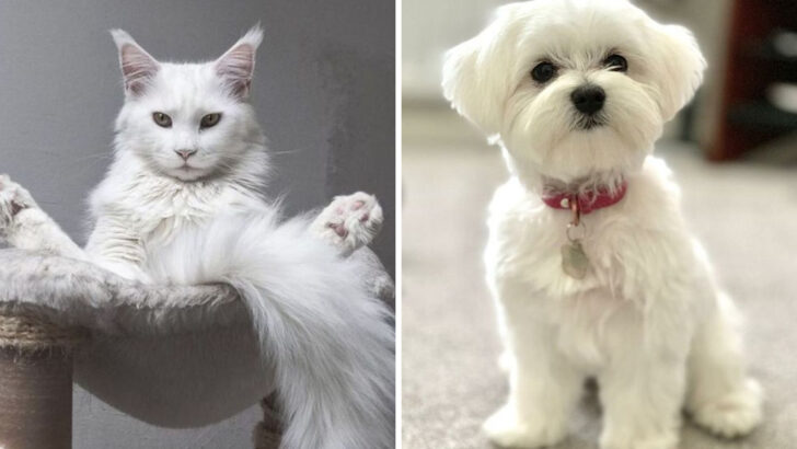 20 Popular Cats and Dogs Breeds Ranked by Who Lives the Longest
