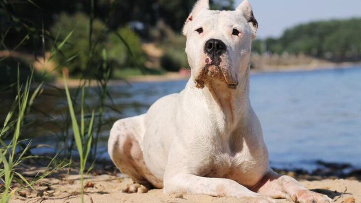 13 Pros and Cons About Owning a Dogo Argentino