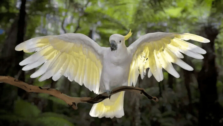 14 Reasons Cockatoos Are the Most Entertaining Birds on Earth